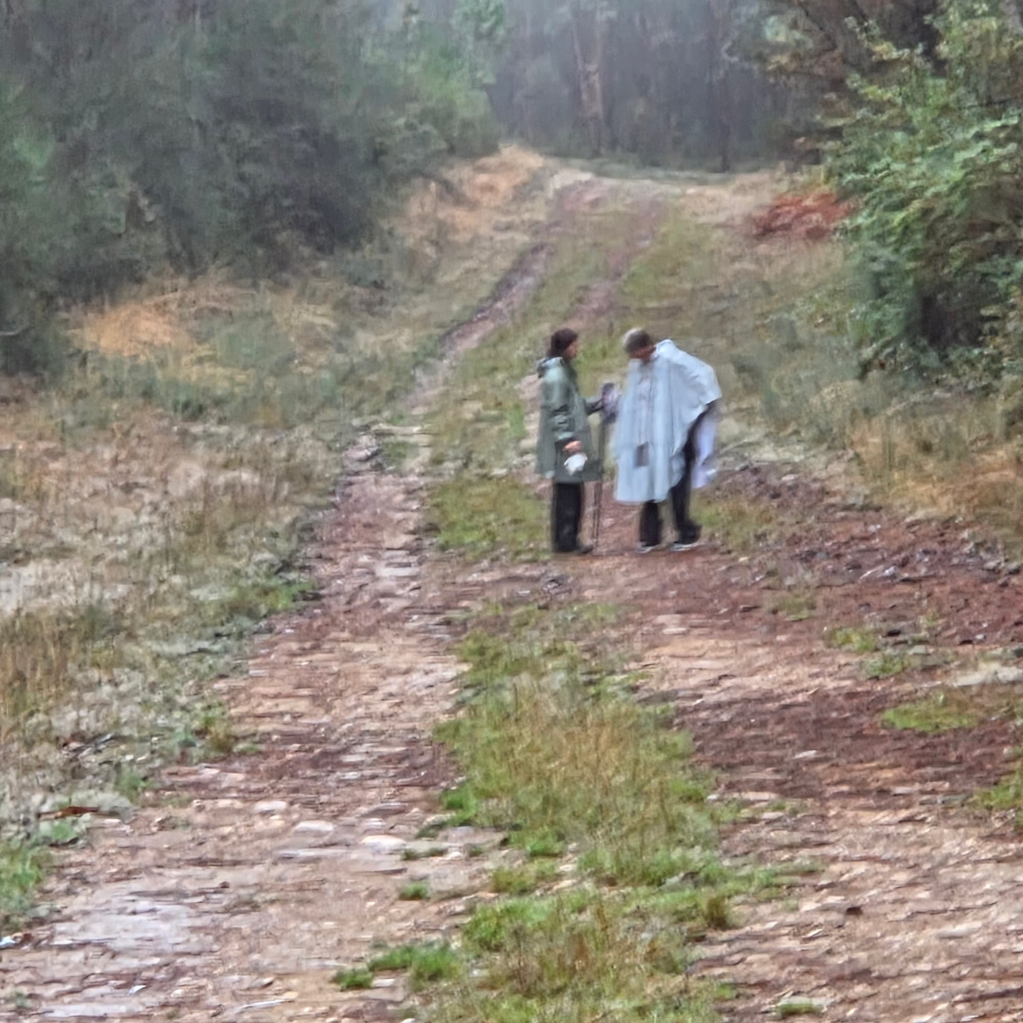 Camino Day 4: Getting Lost on the Camino and Finding the Enchanted Forest