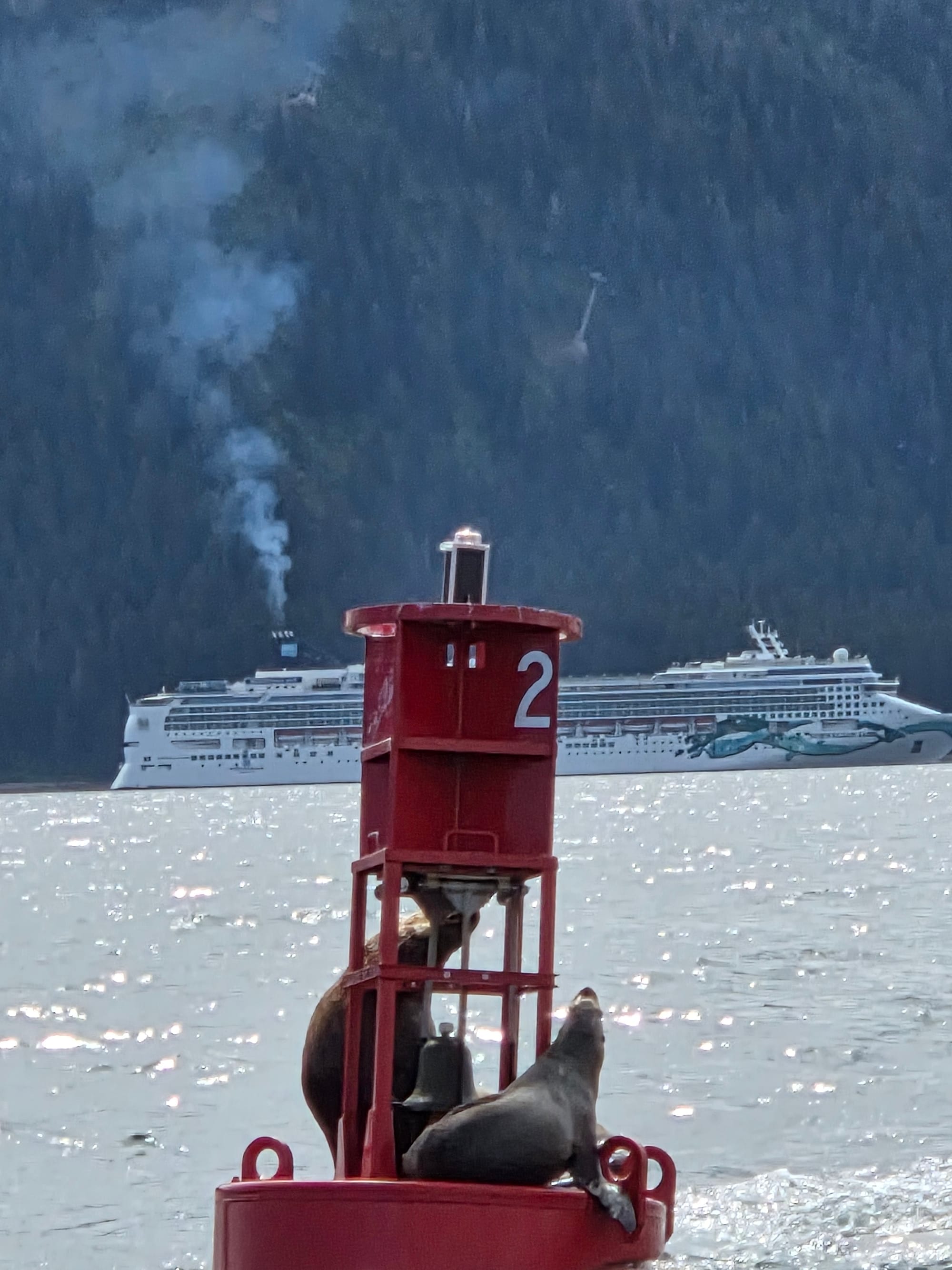 Love those Sea Lions on NCL Alaska Cruise!
